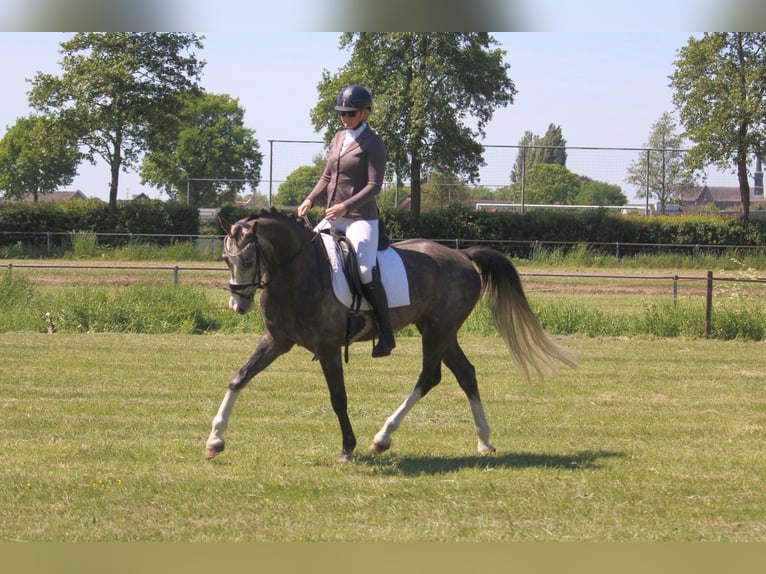German Riding Horse Gelding 6 years 16 hh Grey-Blue-Tan in Wijk en Aalburg