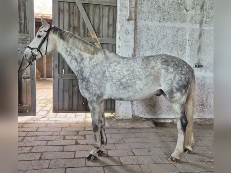 German Riding Horse Gelding 6 years 16 hh Grey-Dapple in Weißensee