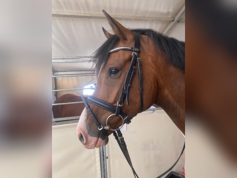 German Riding Horse Gelding 6 years 16,1 hh Brown in Lengenfeld