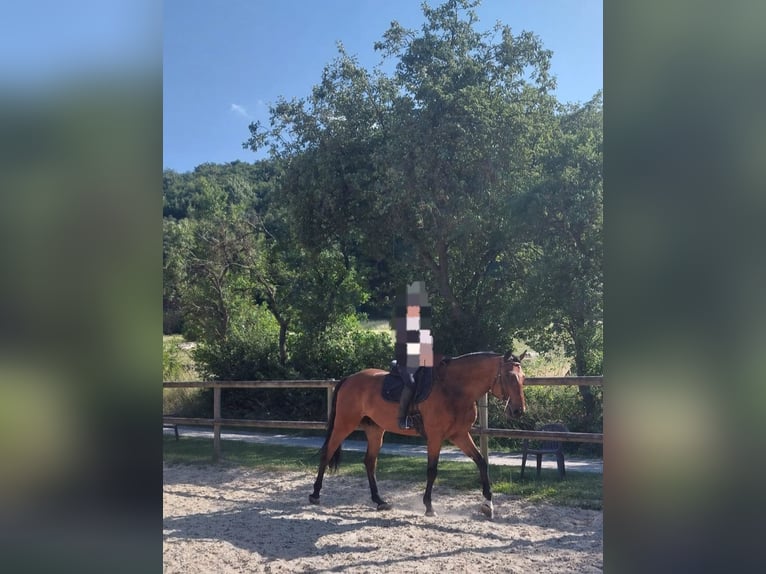 German Riding Horse Gelding 6 years 16,2 hh Brown in Schweinfurt