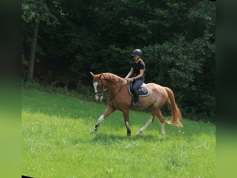 German Riding Horse Gelding 6 years 17,1 hh Chestnut-Red in Fuldatal