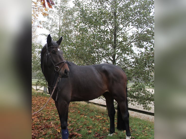 German Riding Horse Gelding 6 years 17 hh Bay-Dark in Ascheberg