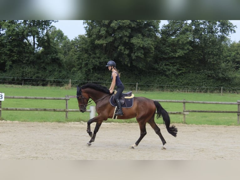 German Riding Horse Gelding 6 years 17 hh Bay-Dark in Ascheberg