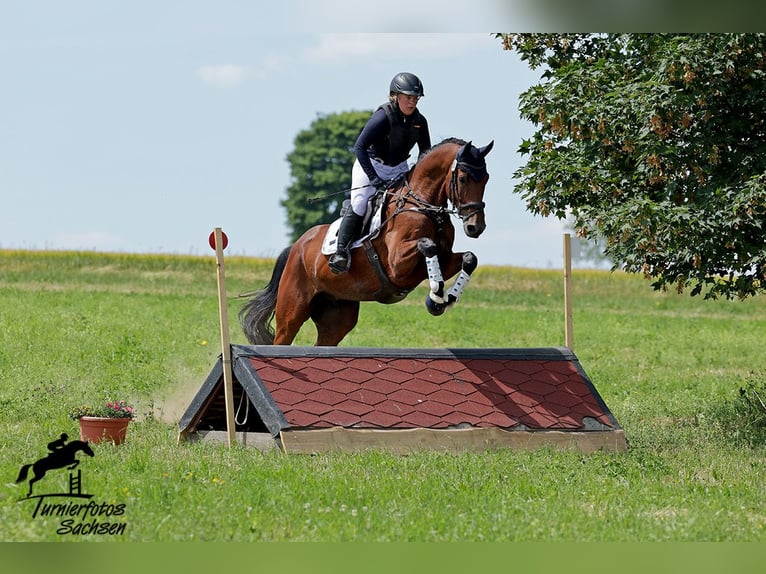 German Riding Horse Gelding 6 years 17 hh Brown in Neißeaue