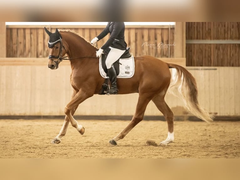 German Riding Horse Gelding 6 years 17 hh Chestnut-Red in Marktredwitz