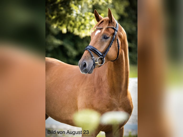 German Riding Horse Gelding 6 years 17 hh Chestnut-Red in Marktredwitz