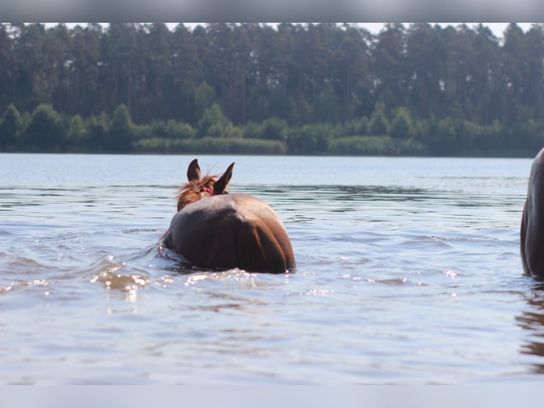 German Riding Horse Gelding 6 years 17 hh Chestnut-Red in Vlotho