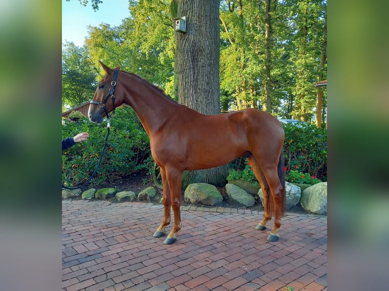 German Riding Horse Gelding 6 years 17 hh Chestnut-Red in L&#xF6;ningen
