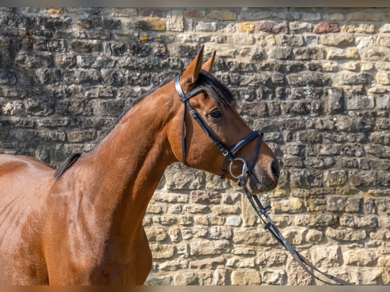 German Riding Horse Gelding 6 years Brown in Dudeldorf