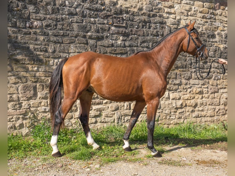 German Riding Horse Gelding 6 years Brown in Dudeldorf