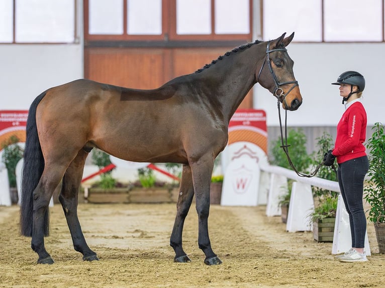 German Riding Horse Gelding 6 years Brown in Münster-Handorf