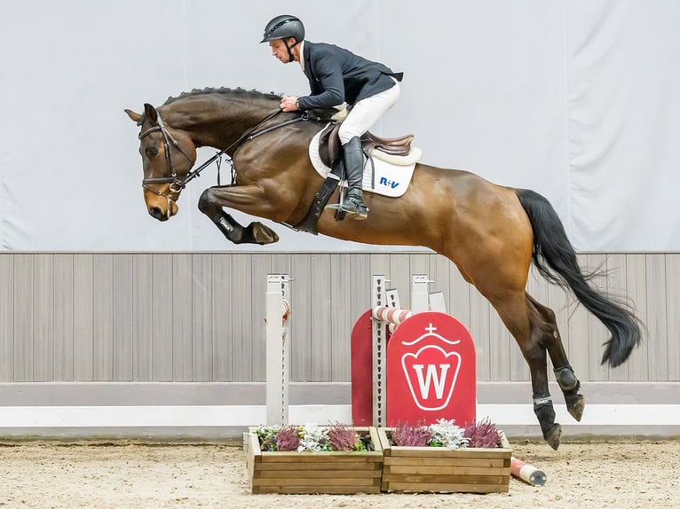 German Riding Horse Gelding 6 years Brown in Münster-Handorf