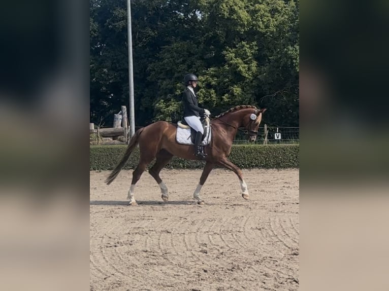 German Riding Horse Gelding 6 years Chestnut-Red in Penig