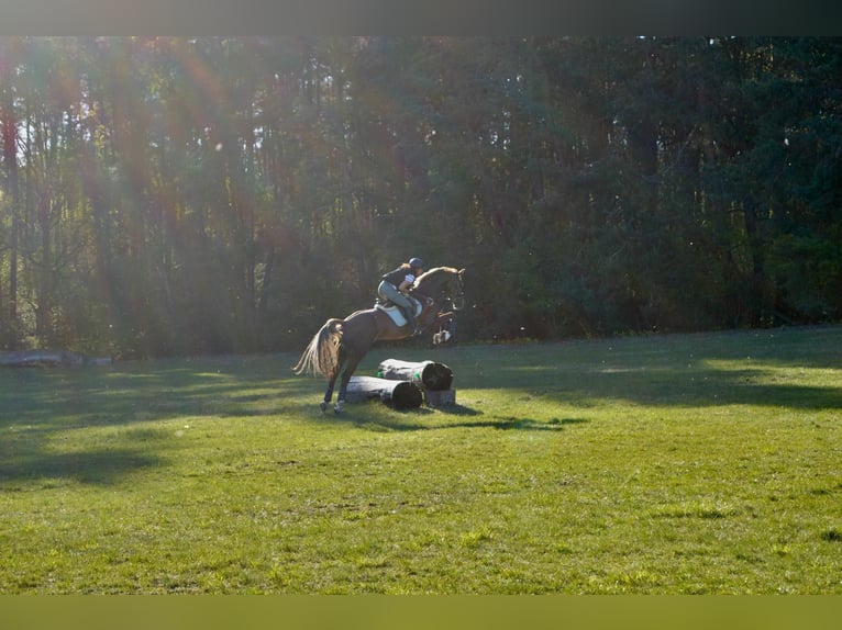 German Riding Horse Gelding 6 years Chestnut-Red in Penig