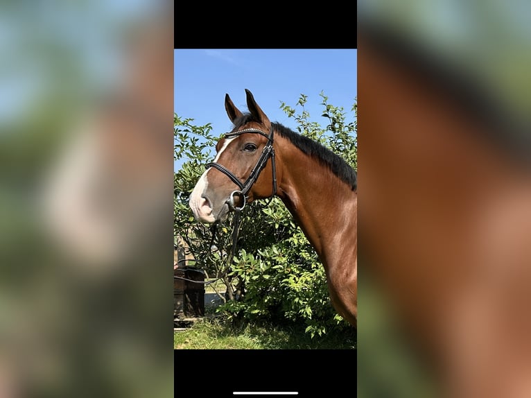 German Riding Horse Gelding 7 years 15,2 hh Brown in Löningen