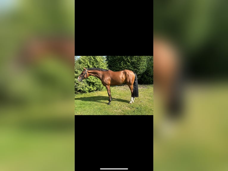 German Riding Horse Gelding 7 years 15,2 hh Brown in Löningen