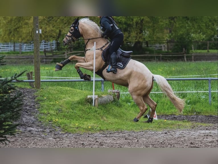 German Riding Horse Gelding 7 years 15,1 hh Palomino in Hannover
