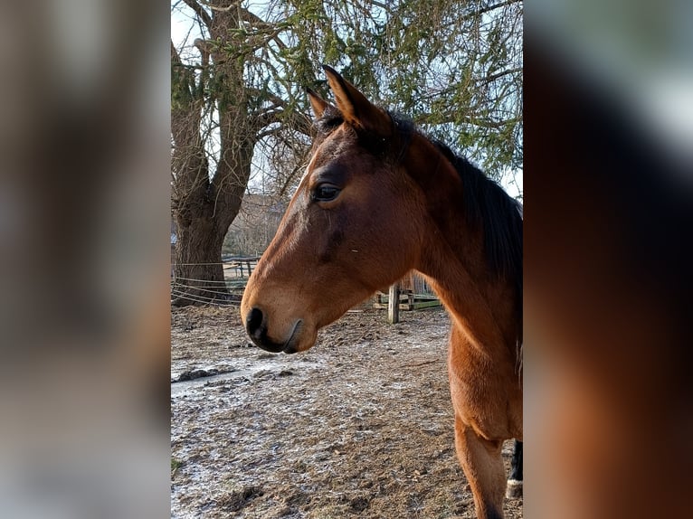 German Riding Horse Mix Gelding 7 years 15,2 hh Brown in Wolferstadt