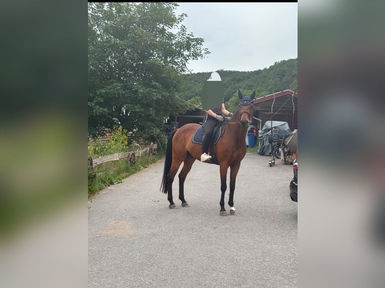 German Riding Horse Gelding 7 years 16.1 hh Brown in Schweinfurt