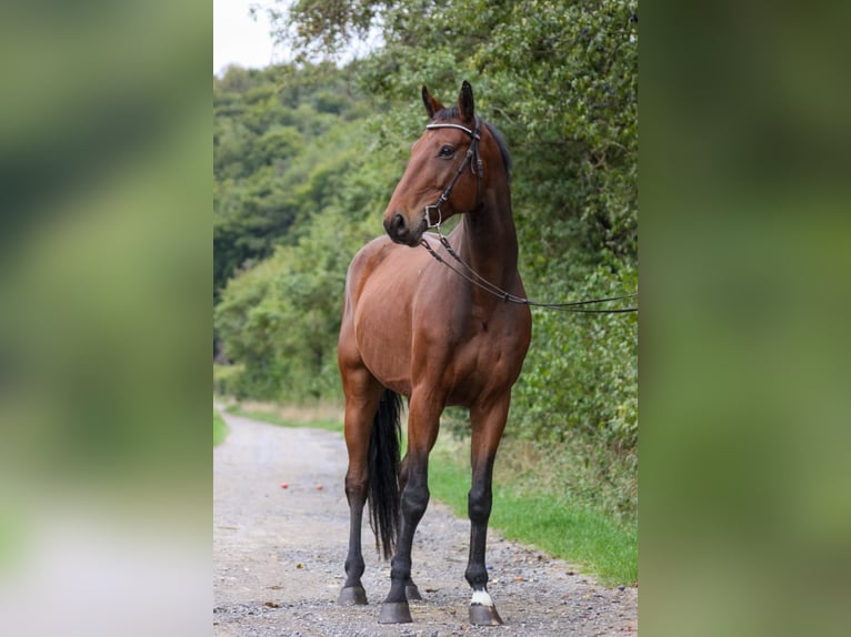 German Riding Horse Gelding 7 years 16.1 hh Brown in Schweinfurt