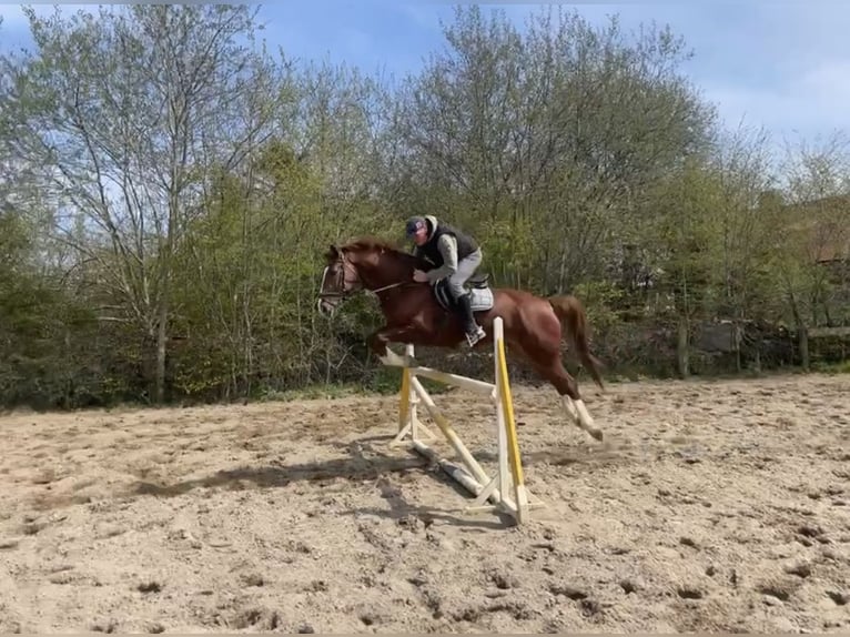 German Riding Horse Gelding 7 years 16,2 hh Chestnut-Red in Waabs