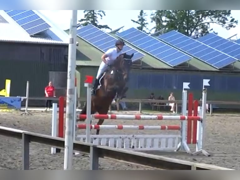 German Riding Horse Gelding 7 years 16,3 hh Brown in Süderlügum