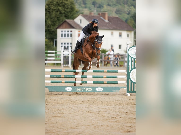 German Riding Horse Gelding 7 years 16 hh Chestnut-Red in Immenhausen