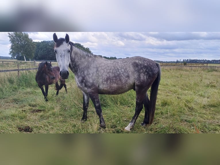 German Riding Horse Mix Gelding 7 years 16 hh Grey-Blue-Tan in Großenkneten