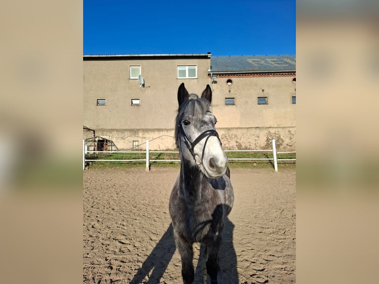 German Riding Horse Mix Gelding 7 years 16 hh Grey-Dapple in Glaubitz