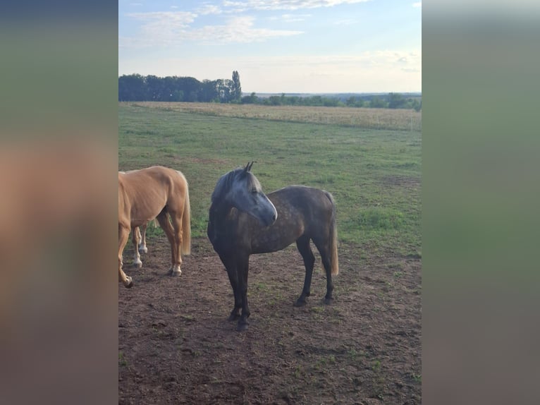 German Riding Horse Mix Gelding 7 years 16 hh Grey-Dapple in Glaubitz
