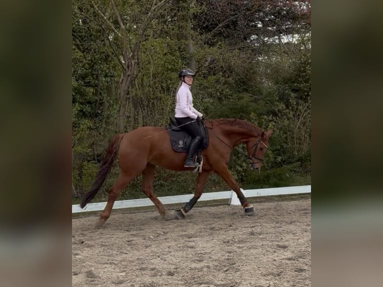 German Riding Horse Gelding 7 years 16,1 hh Chestnut-Red in Bad Salzuflen