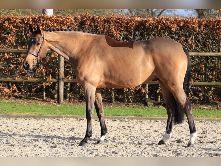 German Riding Horse Gelding 7 years 16,2 hh Brown in Wierden