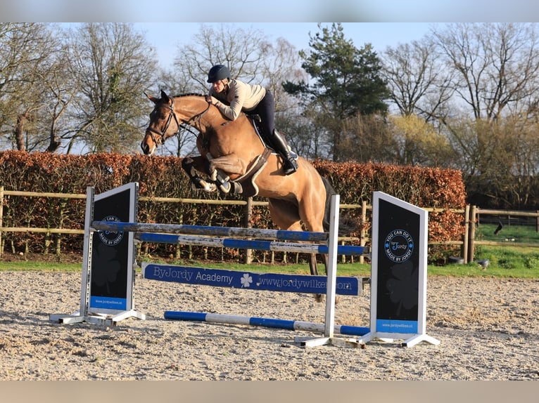 German Riding Horse Gelding 7 years 16,2 hh Brown in Wierden