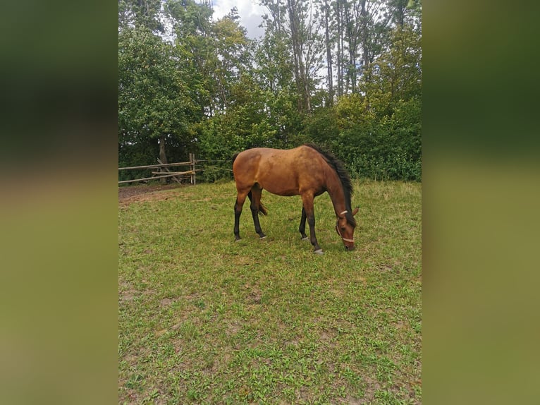 German Riding Horse Gelding 7 years 16,2 hh Brown in Knetzgau