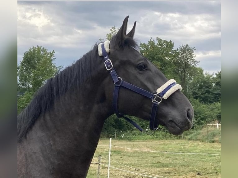 German Riding Horse Gelding 7 years 17 hh Black in Hünfeld