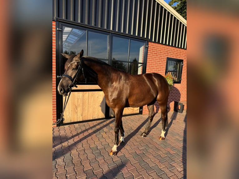 German Riding Horse Gelding 7 years 17 hh Black in Vreden