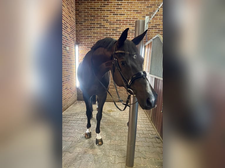 German Riding Horse Gelding 7 years 17 hh Black in Vreden