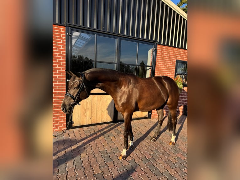 German Riding Horse Gelding 7 years 17 hh Black in Vreden
