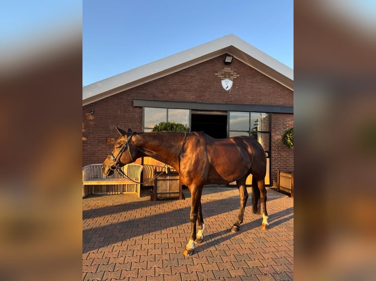 German Riding Horse Gelding 7 years 17 hh Black in Vreden