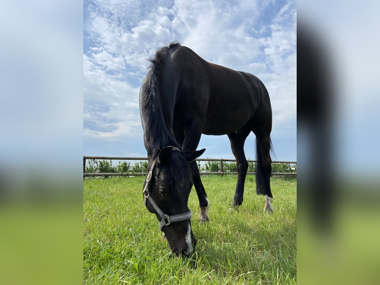 German Riding Horse Gelding 7 years 17 hh Black in Vreden