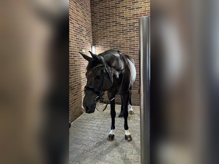 German Riding Horse Gelding 7 years 17 hh Black in Vreden