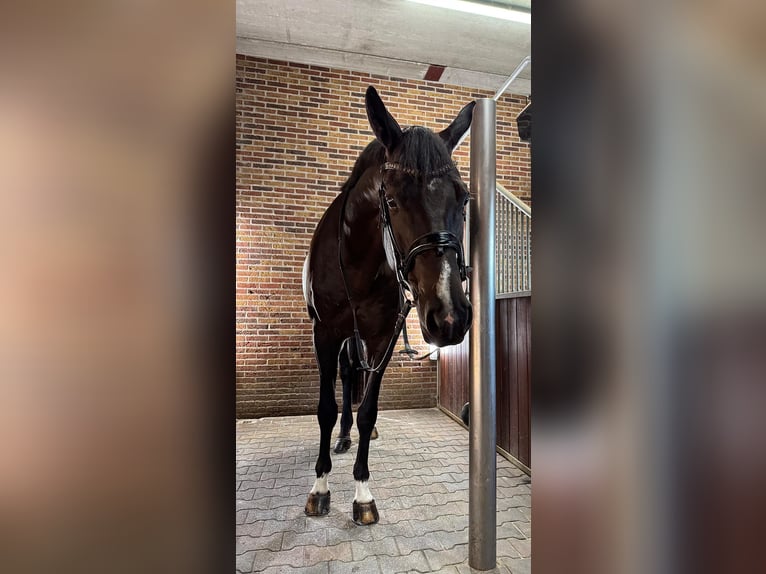 German Riding Horse Gelding 7 years 17 hh Black in Vreden