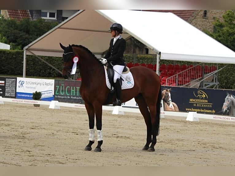 German Riding Horse Gelding 7 years 17 hh Brown in Münster