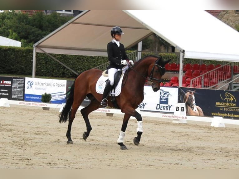 German Riding Horse Gelding 7 years 17 hh Brown in Münster