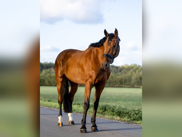 German Riding Horse Gelding 7 years 17 hh Brown in Ascheberg