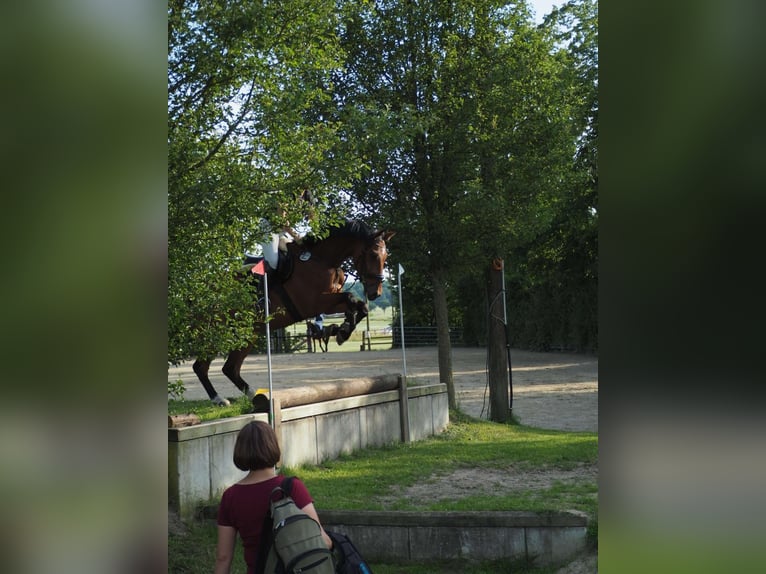 German Riding Horse Gelding 7 years 17 hh Brown in Ascheberg