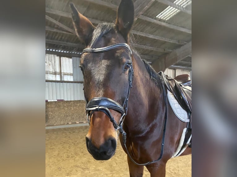 German Riding Horse Gelding 7 years 17 hh Brown in Heidgraben