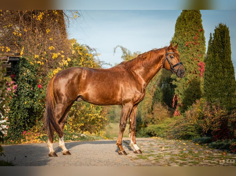 German Riding Horse Gelding 7 years 17 hh Chestnut-Red in Drawsko Pomorskie