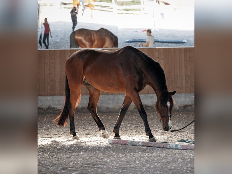 German Riding Horse Mix Gelding 7 years 17 hh in Bad Schussenried