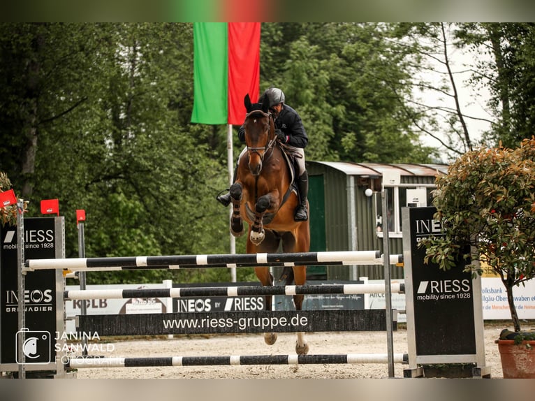 German Riding Horse Gelding 7 years 17,3 hh Brown in Sauldorf